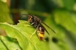 Participation aux frais de destruction des nids de frelons asiatiques